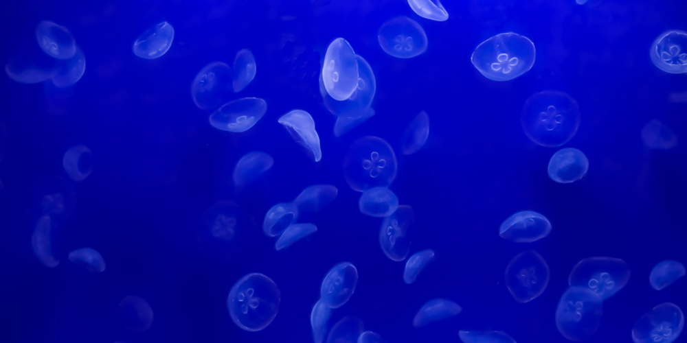 Jellyfish Shop – Jellyfish Tank & Jellyfish For Sale