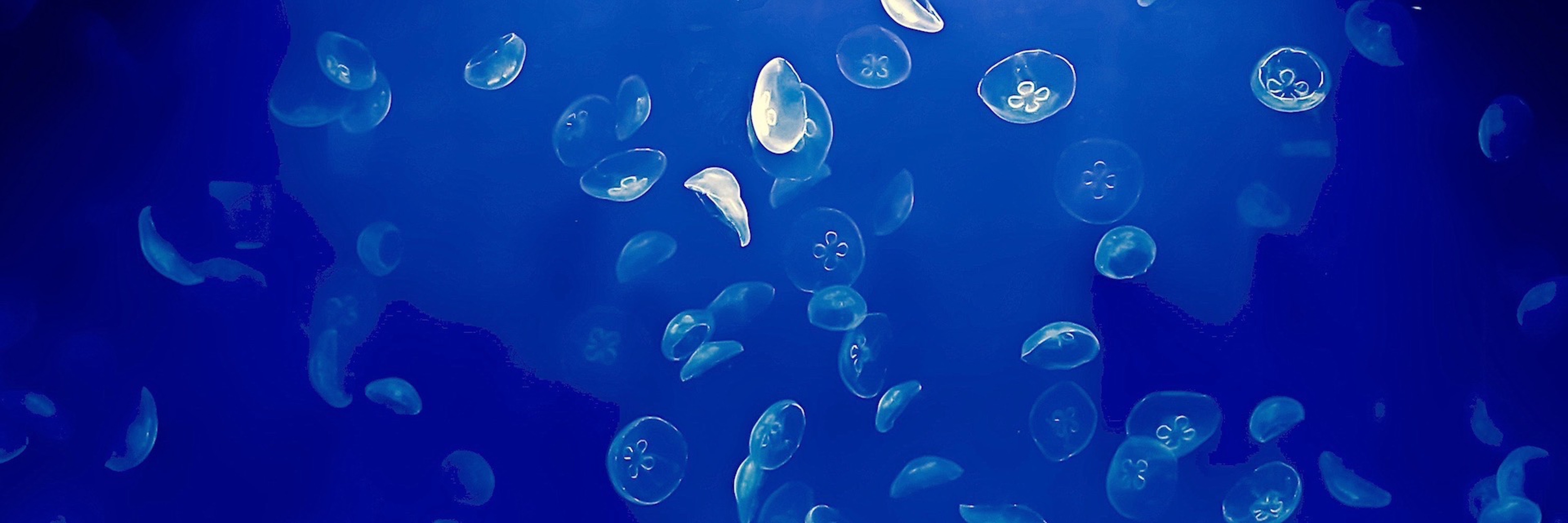 pet jellyfish kit